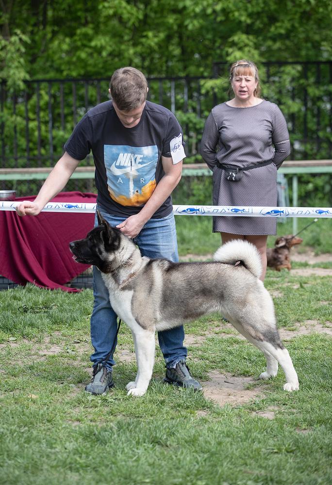 Beautiful Miracle Adellina Winner | Akita 