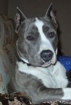 Zeta Djons Alvi | American Staffordshire Terrier 