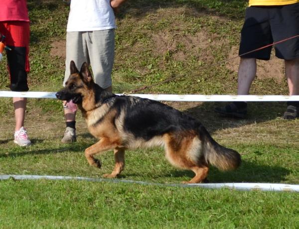 Diona Gven Blaid | German Shepherd Dog 