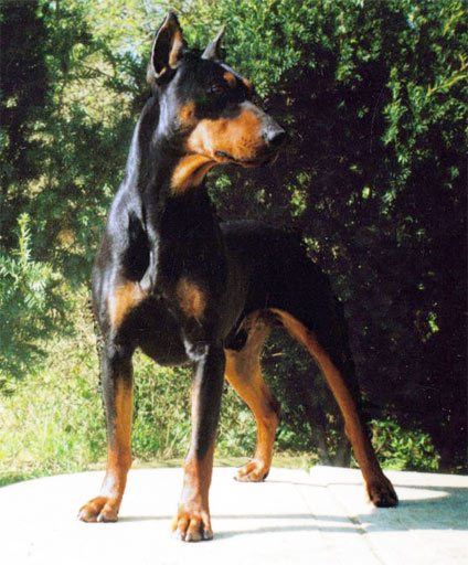 MONT z Pyselky | German Pinscher 