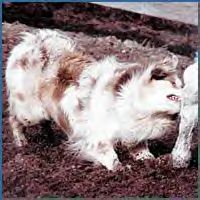 Windsongs Raisin' Cain | Australian Shepherd 