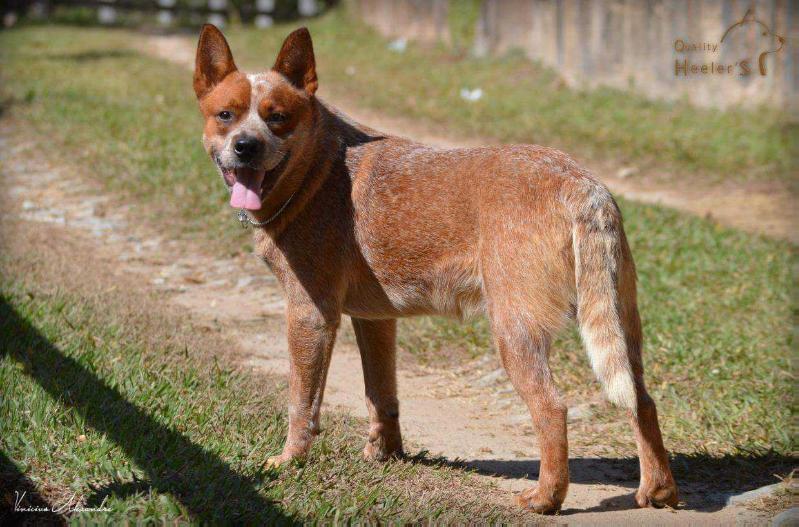 CHUA | Australian Cattle Dog 