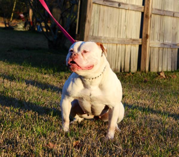 Gridiron Sunday of Epic Bullies | American Bulldog 