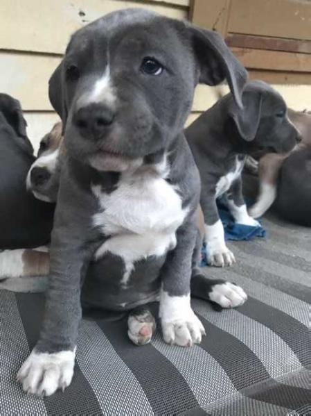 BEHERIT Billie | American Staffordshire Terrier 