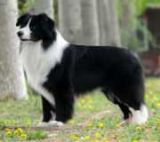 Sportingfield's Surfs Up | Border Collie 