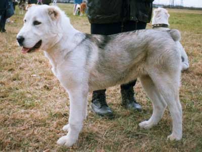 Chinara | Central Asian Shepherd Dog 