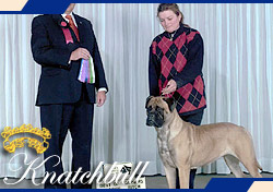 Banstock Rochelle of Knatchbull | Bullmastiff 