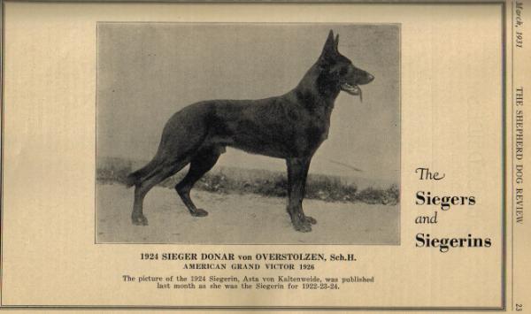 Donar von Overstolzen | German Shepherd Dog 