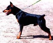 Jeud Me Beit Ha'Maayan | Miniature Pinscher 