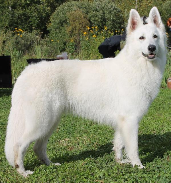 Glorious Defender Ariadna Lodestar | White Swiss Shepherd Dog 