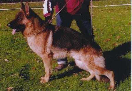 urax vom fiemereck | German Shepherd Dog 