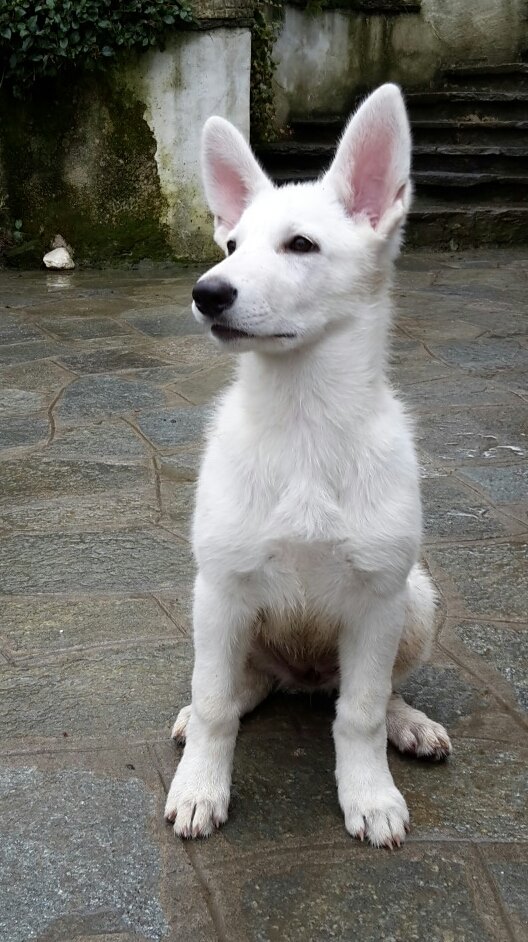 Eve Von Piersigilli | White Swiss Shepherd Dog 