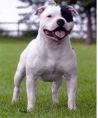 Sarlucean My Guy | Staffordshire Bull Terrier 