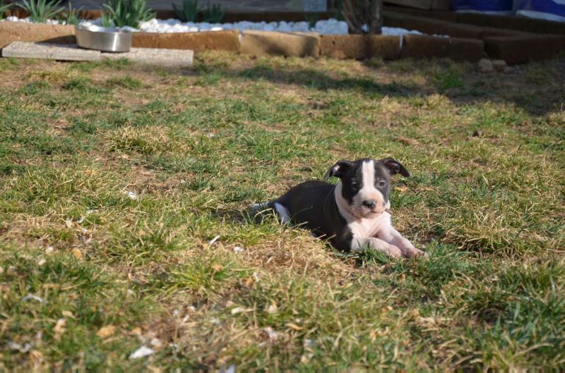 Golden Kyon Chapo | American Staffordshire Terrier 