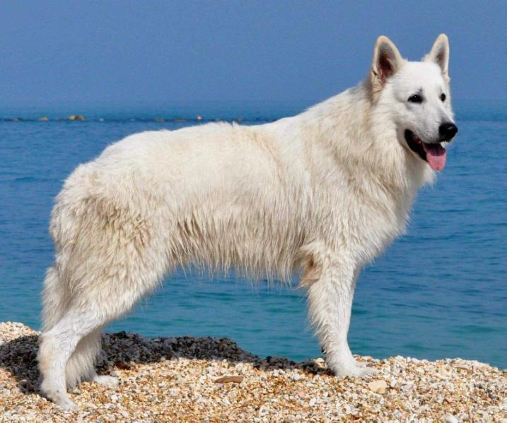Günter v.d. Adlershügelische Wache | White Swiss Shepherd Dog 