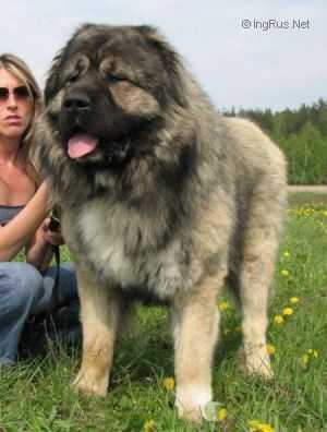 KAVKAZKOY NATSIONALNOSTI NURBEK | Caucasian Mountain Dog 