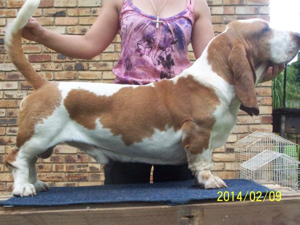 Billbass Boko | Basset Hound 