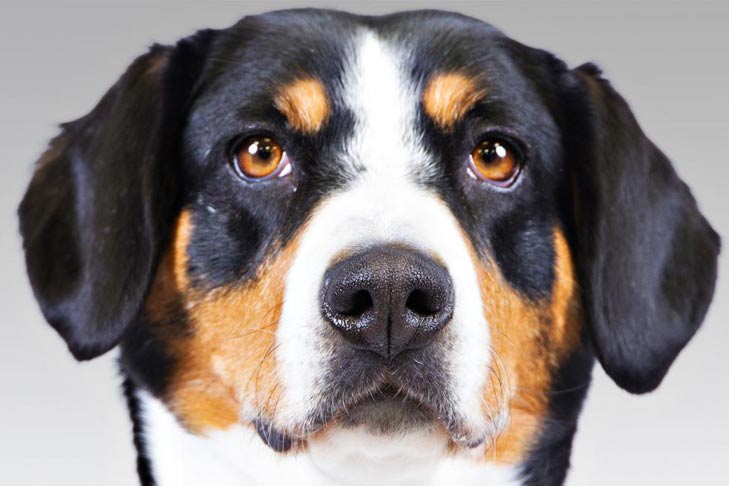 Entlebucher Mountain Dog