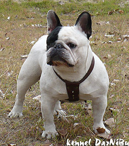 DARNIBU ORCHIDEA | French Bulldog 