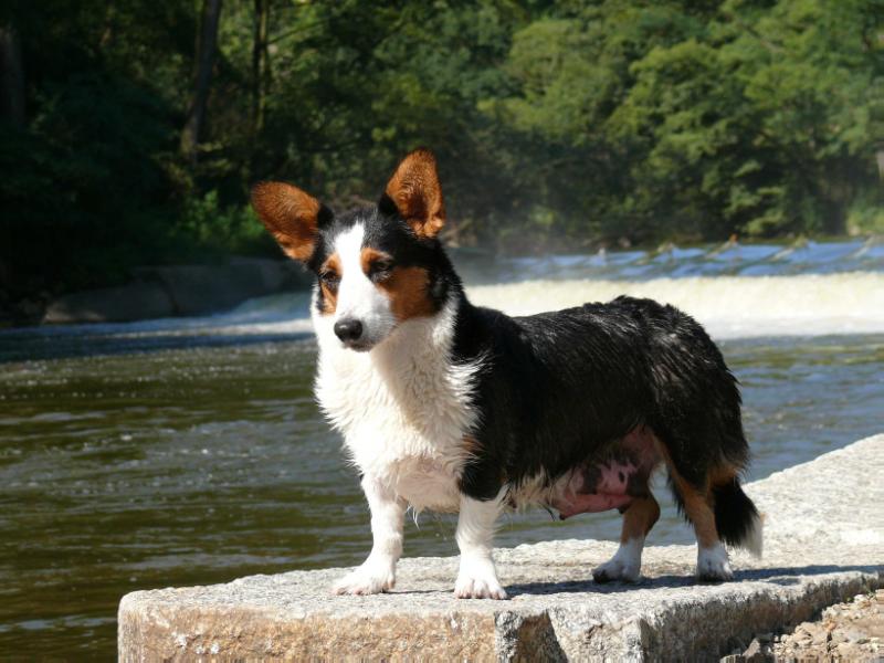 Futura Corlan Gi | Cardigan Welsh Corgi 