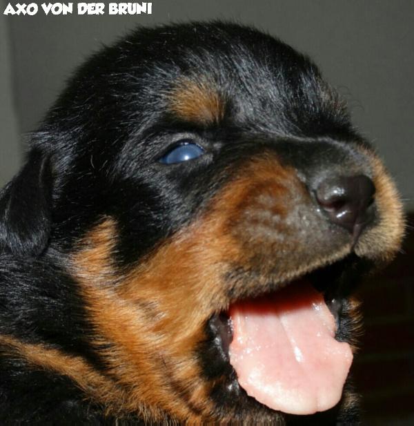 Axo von der bruni | Rottweiler 