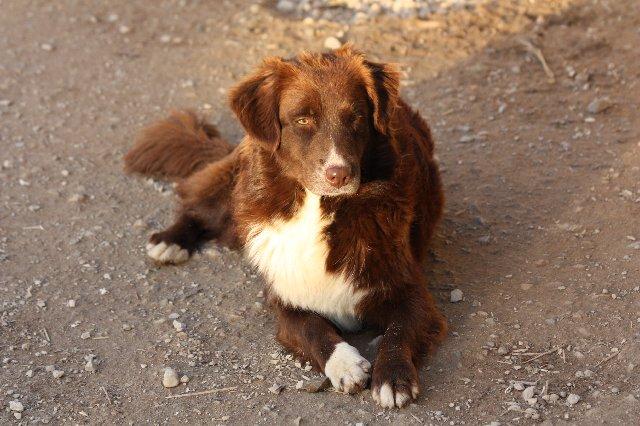 Debby dark no white de l'Orée des charmois | Australian Shepherd 