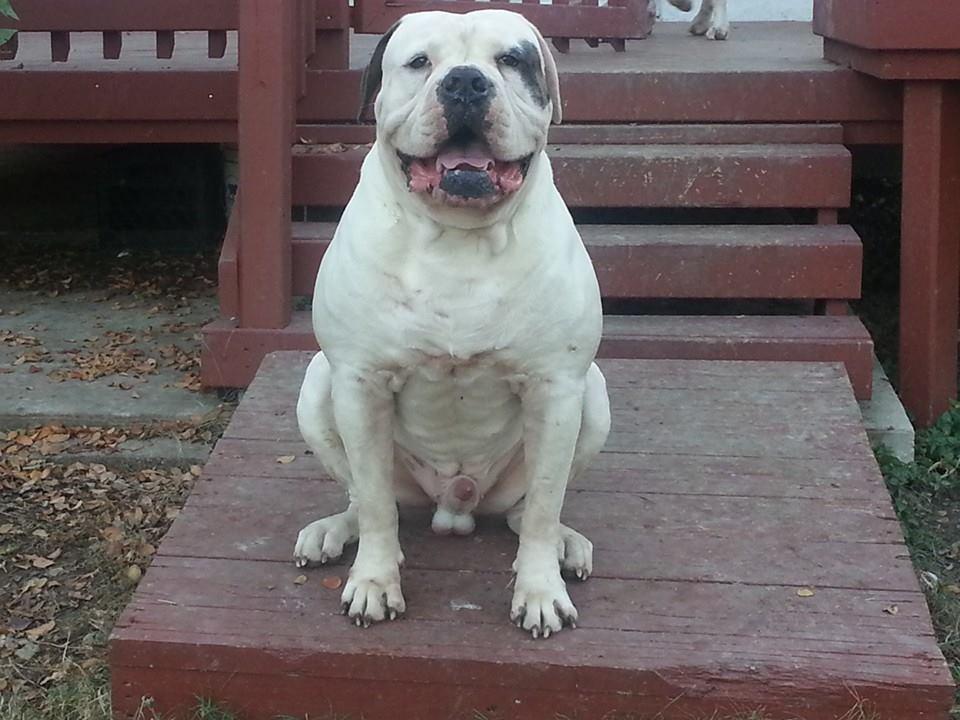 HCB's Machine Bo 01 of Northfork/HHK | American Bulldog 