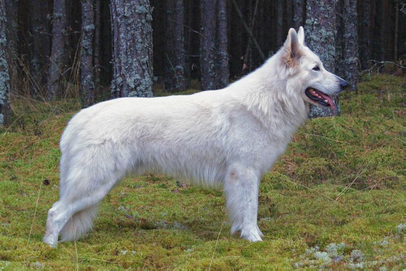 White Sweet Nut Moon Angel | White Swiss Shepherd Dog 