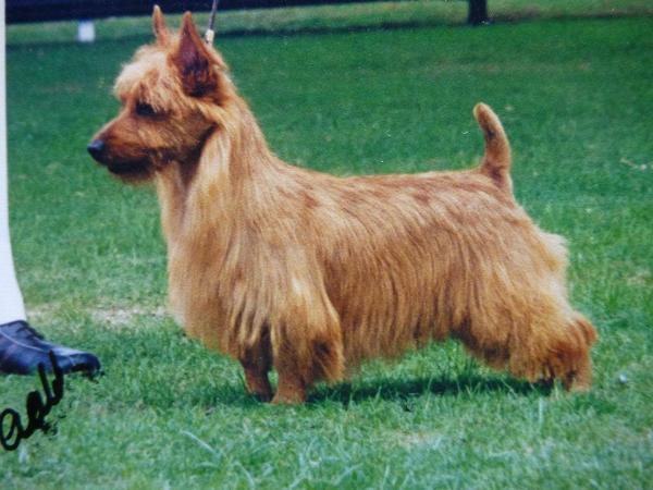 Enomis Hes All Right | Australian Terrier 