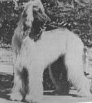 Rajah Of Namtrah | Afghan Hound 