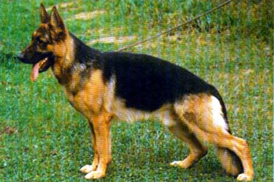 Jupp von der Roten Matter | German Shepherd Dog 