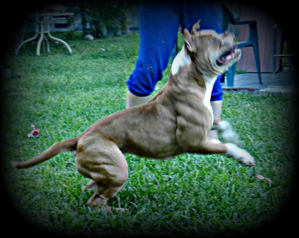 Byfb Canela aka Wild Cherry | American Bulldog 