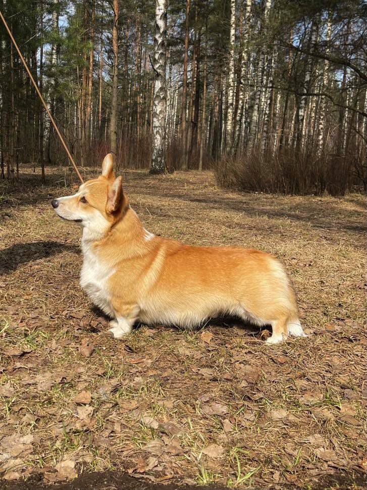 Vlaterfolg Ugo Sanches | Pembroke Welsh Corgi 