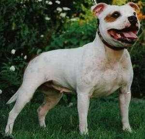 Timanlee Angelic Angela | Staffordshire Bull Terrier 