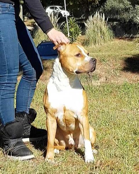 Adestaff's Da Bomb | American Staffordshire Terrier 