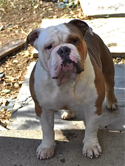 Hoghouse's Big Buck | Olde English Bulldogge 