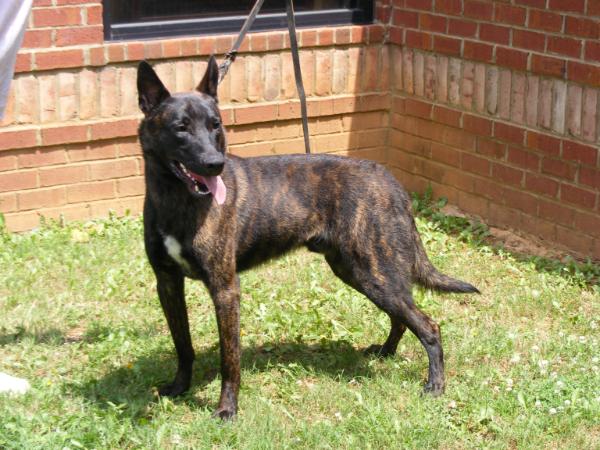 Leamer's Chainsaw | Dutch Shepherd 