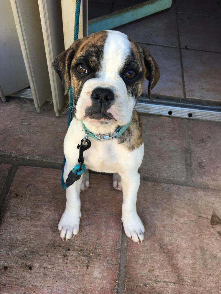 Mary Jane | Olde English Bulldogge 