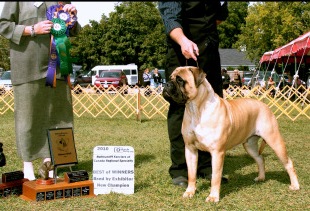 Bullstock's Becky's Bree | Bullmastiff 