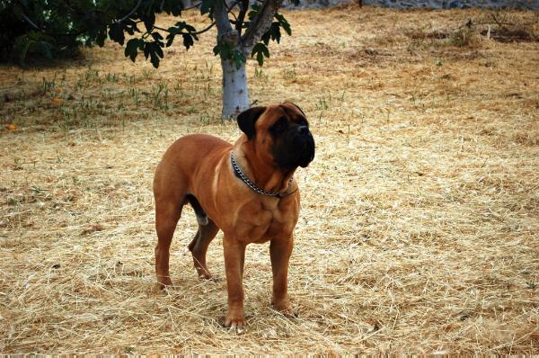 Crispy chocolate of caneguardiano | Bullmastiff 