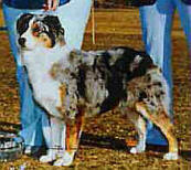 Nelsons Phoebe of Gold Nugget | Australian Shepherd 