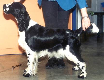 Barecho Just My Style | English Springer Spaniel 