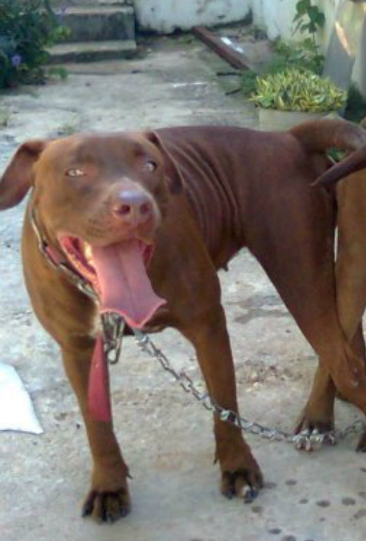 Beauty | American Pit Bull Terrier 