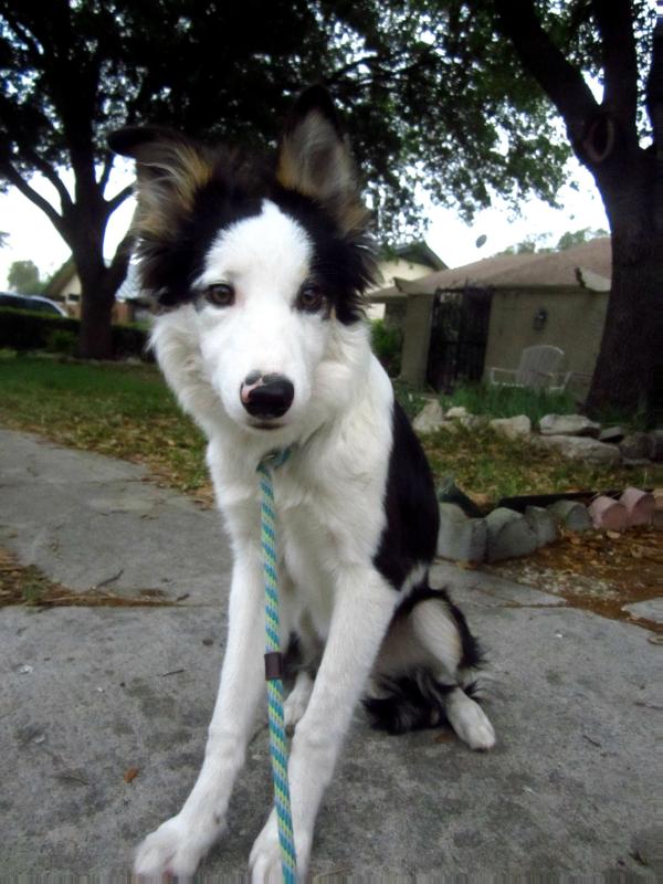 Hullabaloo's Star | Border Collie 