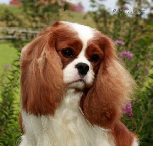 Angel's Pride Benjamin Button | Cavalier King Charles Spaniel 