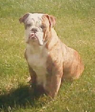 Harris' Aries | Olde English Bulldogge 