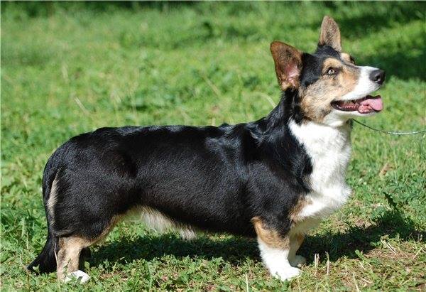 Ceindeg Mellow | Cardigan Welsh Corgi 