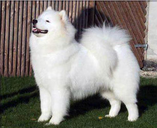 Cabaka's  Miss Chili of Yacker | Samoyed 