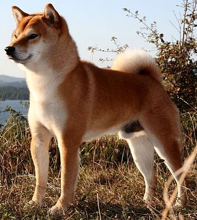 Kaiou Go  Ryuukyuu Uruma | Shiba Inu 