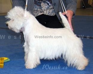 Alborada Platon I | West Highland White Terrier 